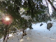 33 La neve ha piegato le piante 